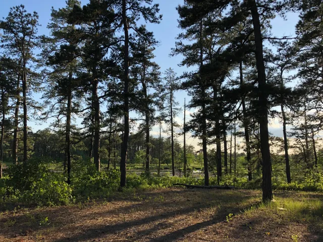 Forestry mulching and land clearing in Tabernacle, NJ — Pine Barrens Land & Forestry