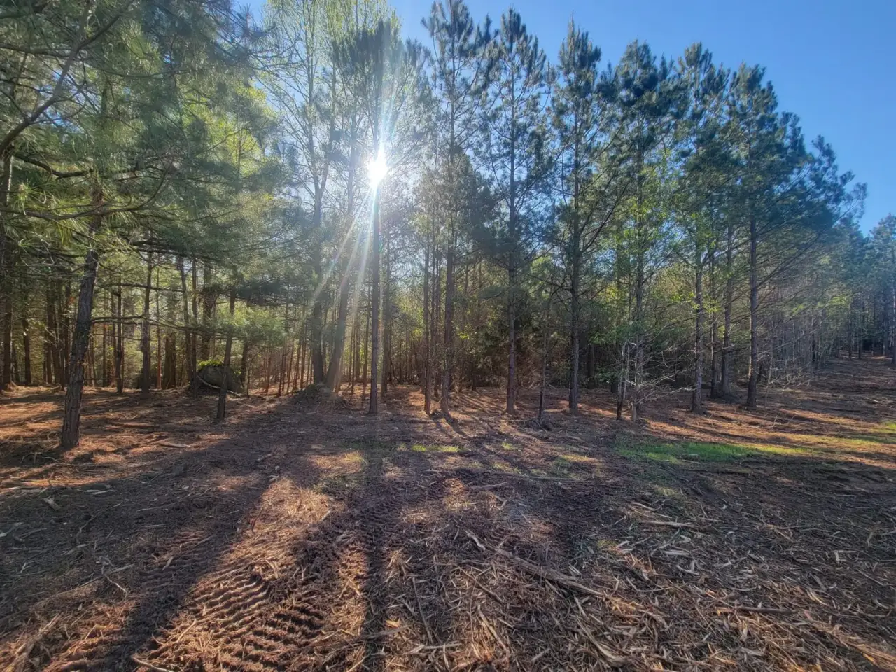 Cleared Pinelands ground under low sun after land clearing — Pine Barrens Land & Forestry