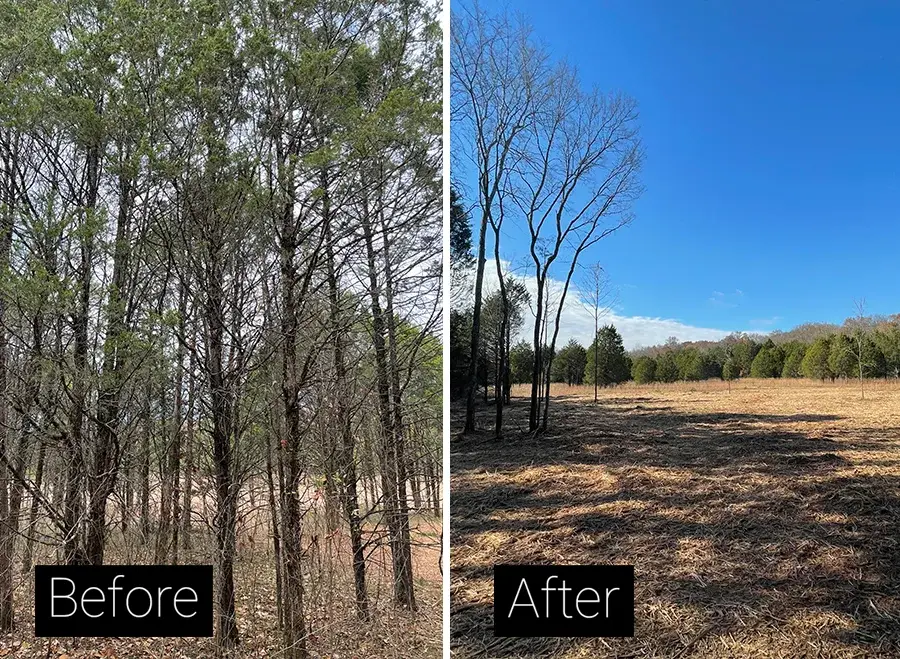 Before and after: a dense tree stand cleared to an open field — Pine Barrens Land & Forestry