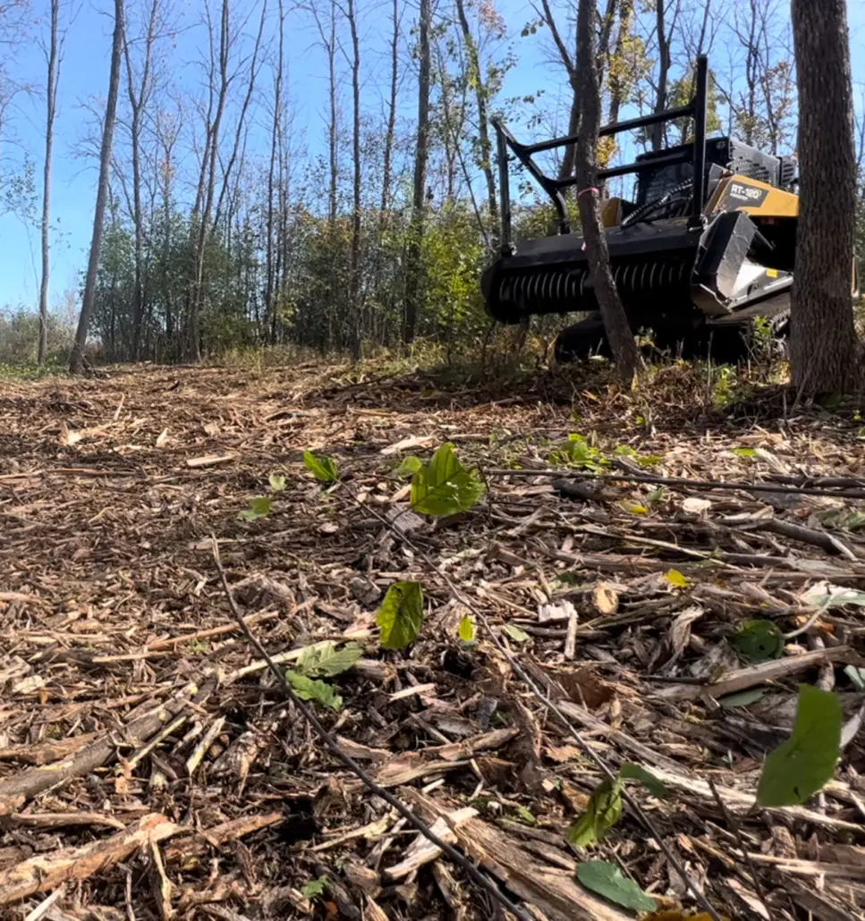 Freshly mulched ground with our compact track loader working behind — forestry mulching in the Pine Barrens