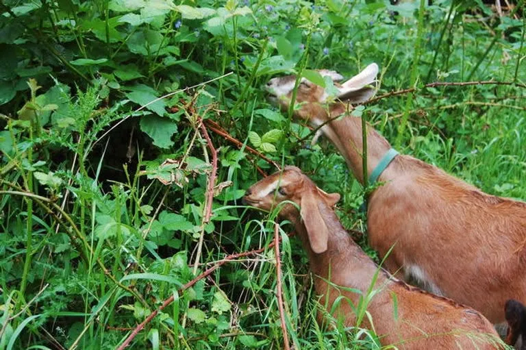 Goats grazing dense brush and bramble down to the ground — targeted grazing by Pine Barrens Land & Forestry