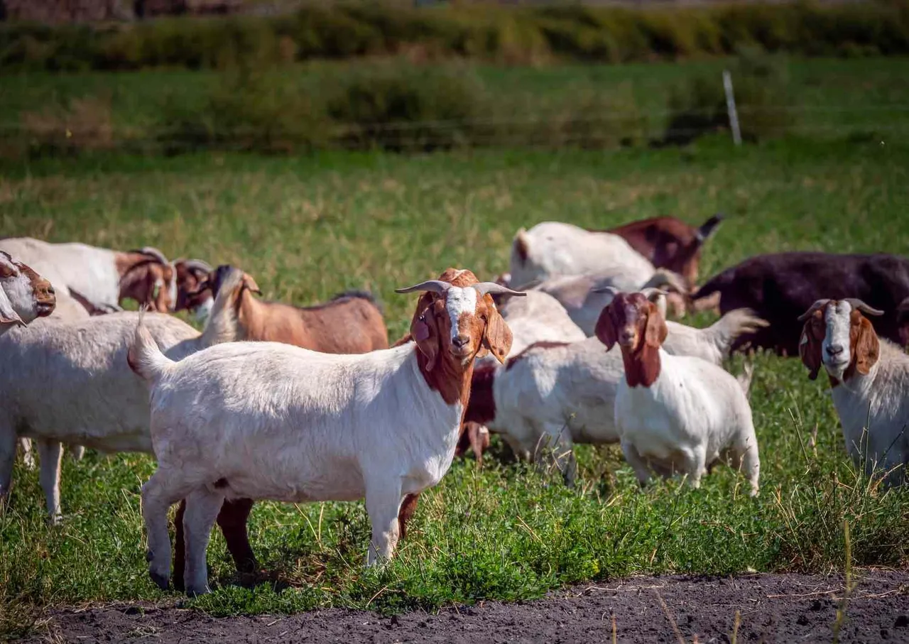 Part of our roughly 100-goat herd grazing a pasture — Pine Barrens Land & Forestry
