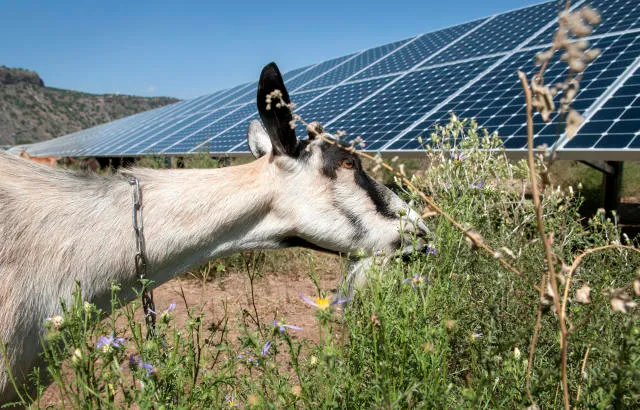 A goat grazing vegetation beneath solar panels — eco-friendly solar farm vegetation management