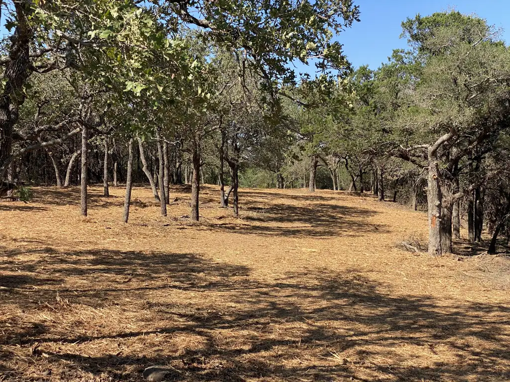 Selectively cleared woodland with mature trees kept and a clean mulch floor — Pine Barrens Land & Forestry